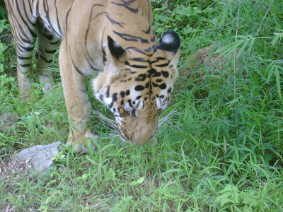 vegiterian tiger